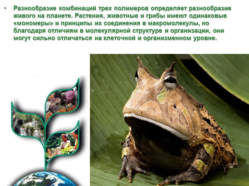 Разнообразие комбинаций трех полимеров определяет разнообразие живого на планете. Растения, животные и грибы имеют